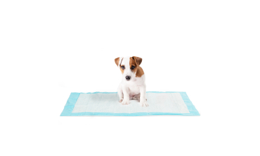Tapis éducateur pour chien - lot de 100