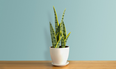 Plante artificielle - Sanseveria